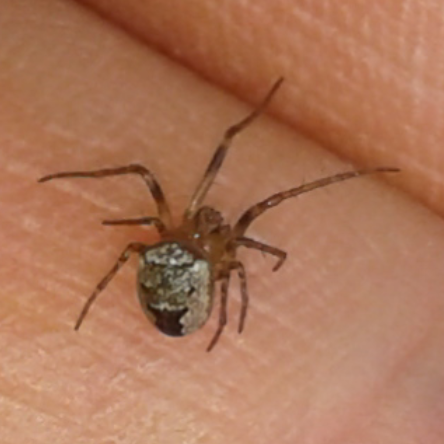 Zilla diodia (Araneidae), maschio